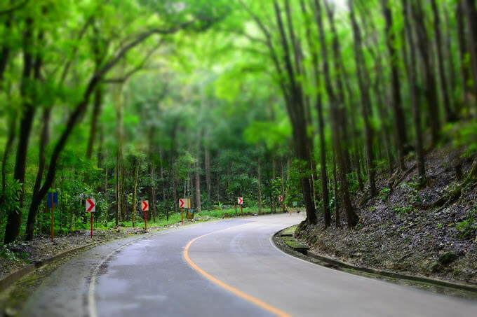 Bohol Countryside Tour - Bohol Man-Made Forest