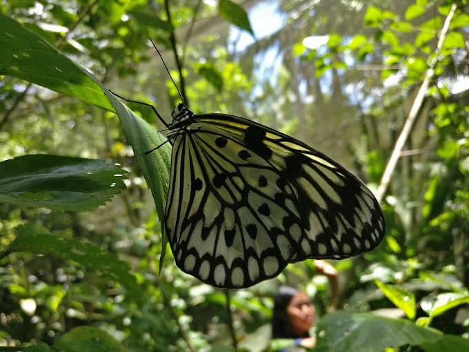 Bohol Countryside Tour - Butterfly Sanctuary
