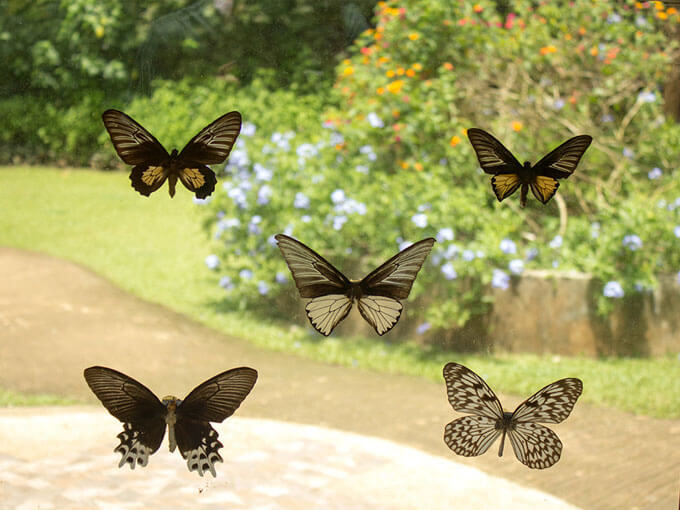 Butterfly Sanctuary in Bohol